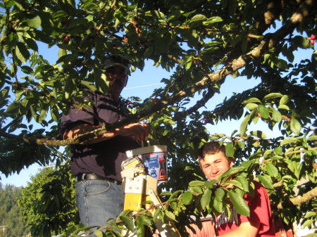 Cherry picking time