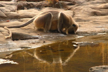 Langur drinking