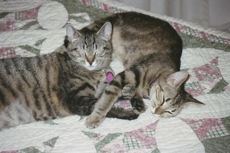 My Kitties, Megan and Tina