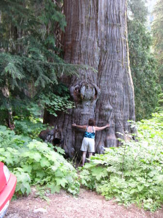 biggest cidar tree i could find