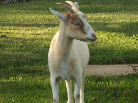 Buttercup, the goat!
