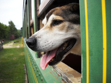 Marlowe the Train Dog