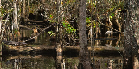 Everglades Smile