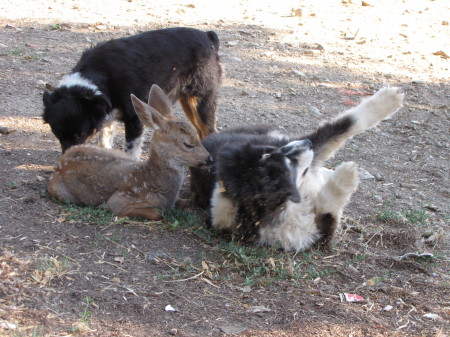 Annie with more "siblings"