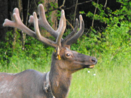 Elk