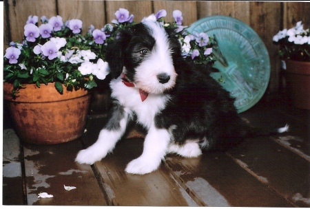 Muireadach at 9 weeks