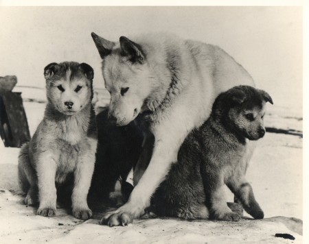 Husky with her pups