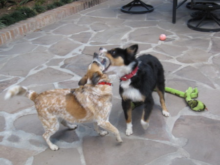 Jessie & Cheyenne Playing.