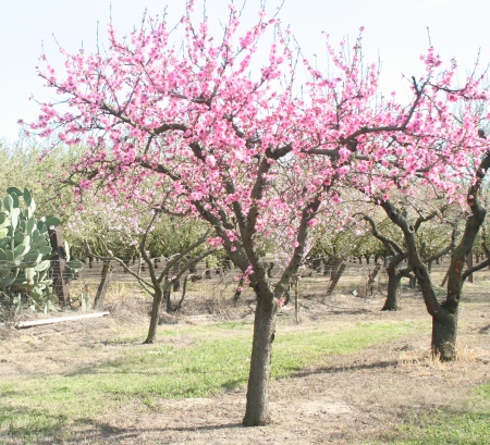 Double Delight Nectarine