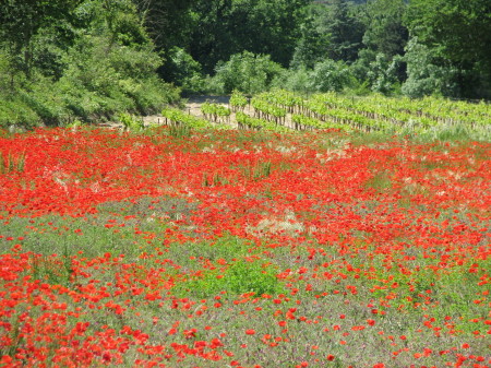 Poppy fields abound