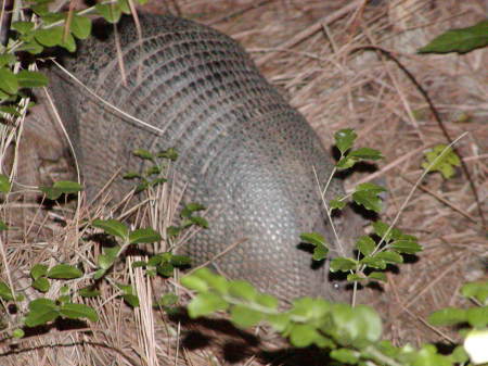 ARMADILLO 3