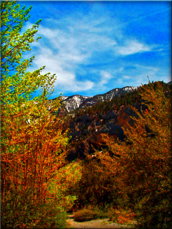 MT. Charleston Nevada...