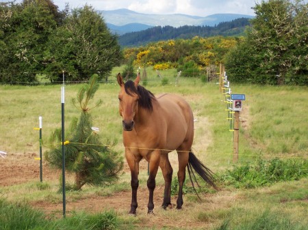 Gary's Quarter Horse Gelding