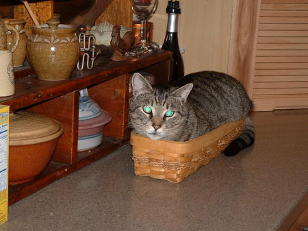 Goose in the bread basket