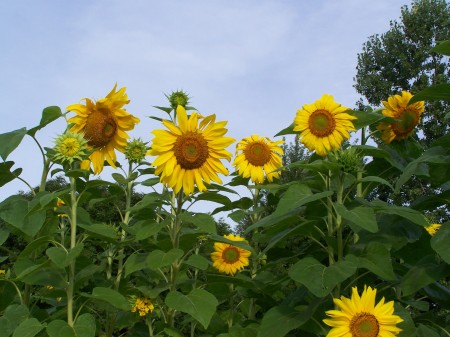 Sunflowers