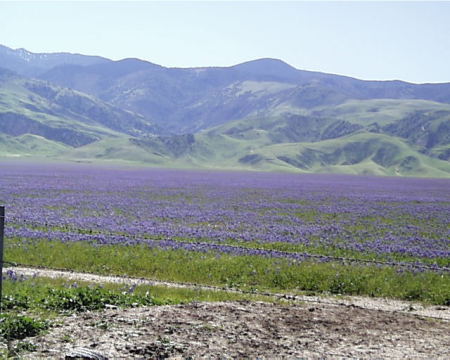 SPRING FLOWERS IN SOUTHERN CALIFORNIA