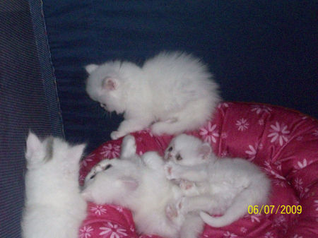 5 weeks old here my kittens