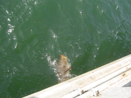 Goliath Grouper 350 pounds