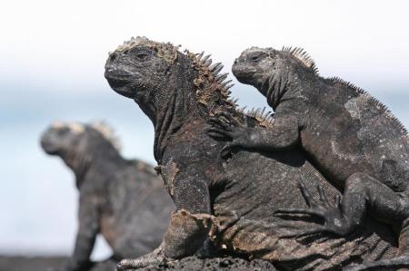 Iguana look-out