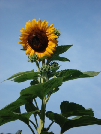 Another sunflower