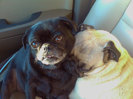 My PUGS