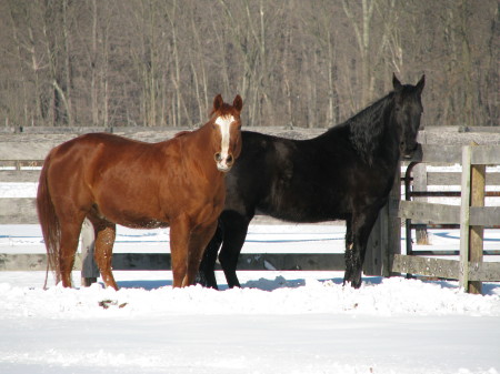 Feb. 2010 horses in the snow 008