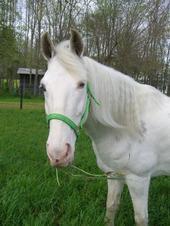 This is Luke, our beautiful blue-eyed boy.