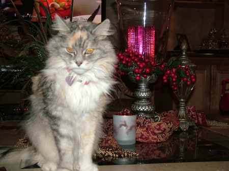 Annie - our 25 year old cat - 2008 Xmas pic