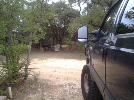 bucks in front yard 3