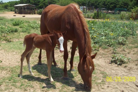 Star's new foal 2009