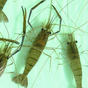 picture of adult prawns