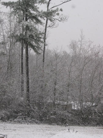 My backyard March 2009