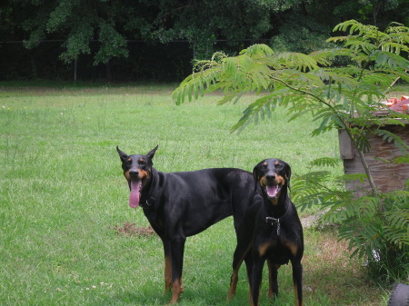 TWO OF MY DOGS