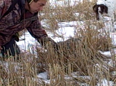 falconry hunt in Montana, photo #12