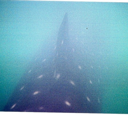 Whale Shark