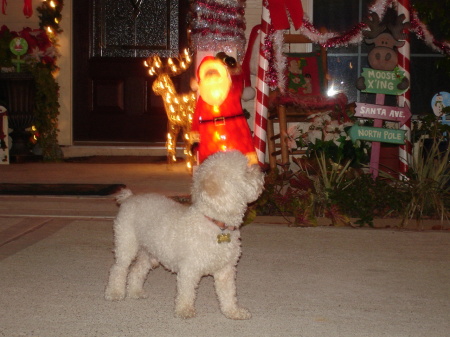 Casper enjoying Christmas