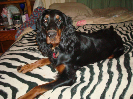 Our Gordon setter Skye at  10 months