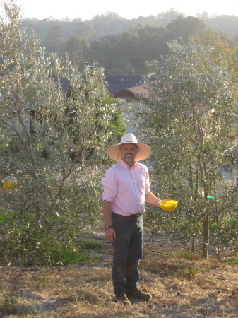 In the olive orchard