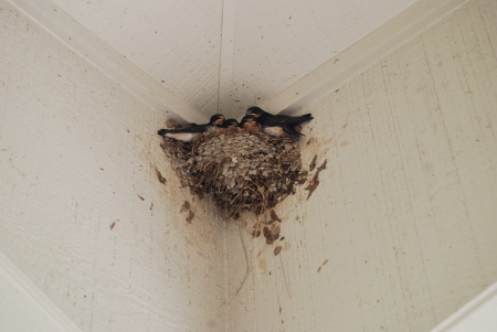 Barnswallow Nest