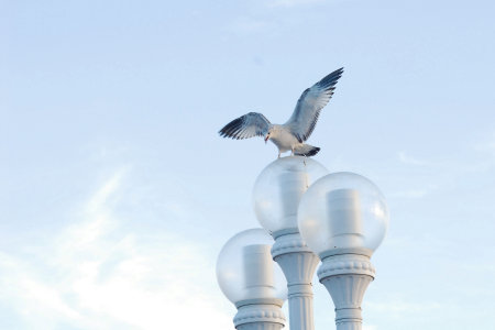 Seagull on Lamp Post