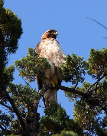 Red Tail Hawk