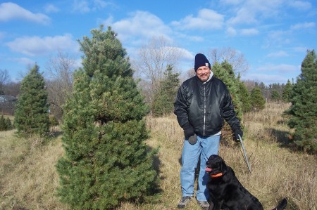 Searching for a Christmas tree