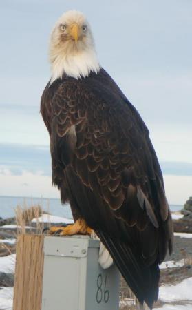 Eagle