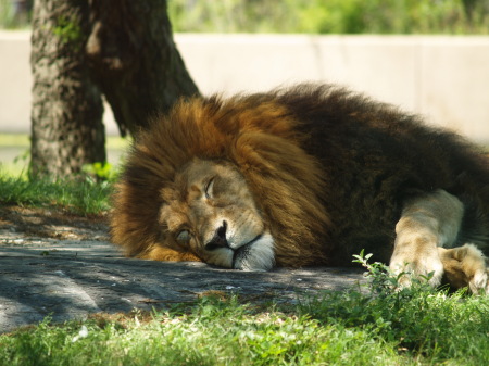 BIG Cat Nap!