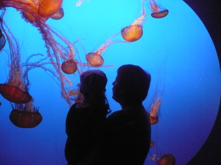 Monterey Bay Aquarium 8-22-2009