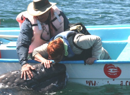 Our friends petting & kissing a Grey Whale