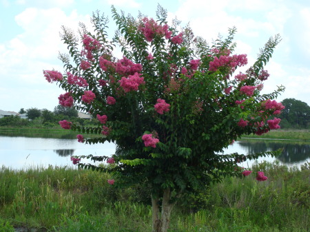 Good year for the crape myrtle