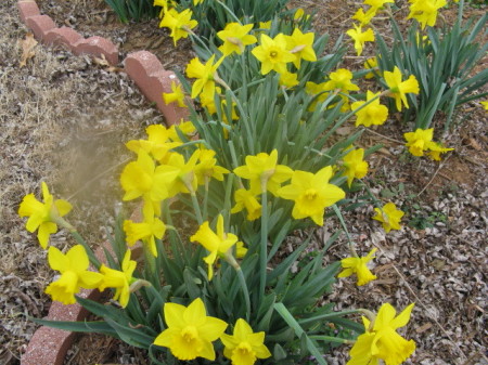 Daffodils in my garden.