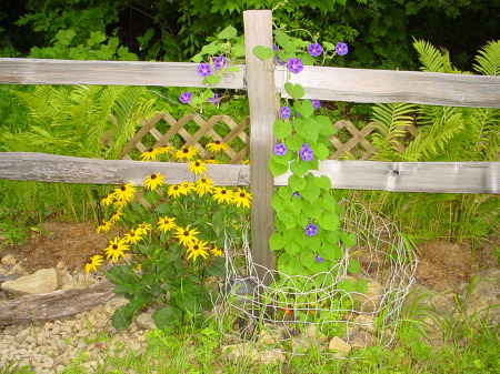 Summer flowers