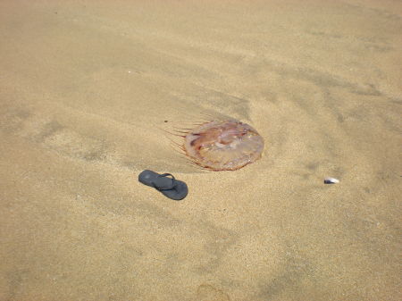 The biggest jellyfish I've ever seen!